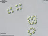 UTEX 938 Dictyosphaerium planctonicum | UTEX Culture Collection of Algae