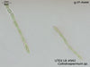 UTEX LB 942 Cylindrospermum sp. | UTEX Culture Collection of Algae
