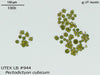 UTEX LB 944 Pectodictyon cubicum | UTEX Culture Collection of Algae