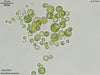 UTEX B 947 Neochloris terrestris | UTEX Culture Collection of Algae
