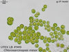 UTEX LB 949 Chlorosarcinopsis minor | UTEX Culture Collection of Algae