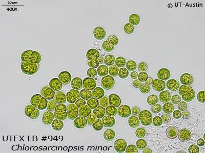 <strong>UTEX LB 949</strong> <br><i>Chlorosarcinopsis minor</i>