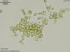 UTEX 950 Chlorococcum diplobionticum | UTEX Culture Collection of Algae