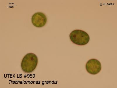 <strong>UTEX LB 959</strong> <br><i>Trachelomonas grandis</i>