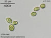 UTEX 960 Neospongiococcum alabamense | UTEX Culture Collection of Algae
