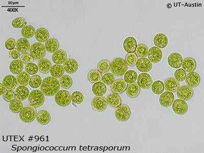 <strong>UTEX 961</strong> <br><i>Spongiococcum tetrasporum</i>