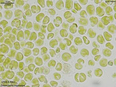 UTEX B 962 Desmotetra stigmatica | UTEX Culture Collection of Algae