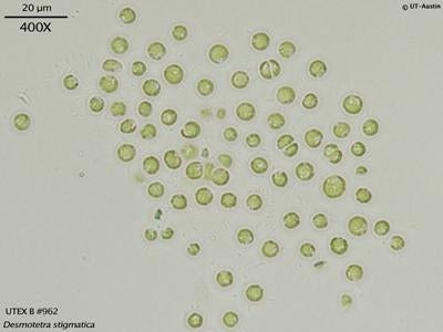 UTEX B 962 Desmotetra stigmatica | UTEX Culture Collection of Algae