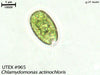 UTEX 965 Chlamydomonas actinochloris | UTEX Culture Collection of Algae
