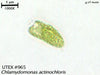 UTEX 965 Chlamydomonas actinochloris | UTEX Culture Collection of Algae