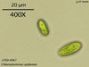 UTEX 967 Chlamydomonas applanata | UTEX Culture Collection of Algae