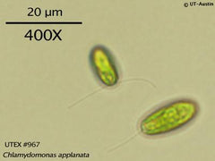 967_20Chlamydomonas_20applanat