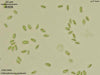 UTEX 969 Chlamydomonas applanata | UTEX Culture Collection of Algae