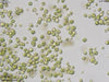 UTEX 970 Heterotetracystis sp. | UTEX Culture Collection of Algae