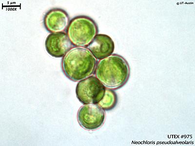 UTEX B 975 Neochloris pseudoalveolaris | UTEX Culture Collection of Algae