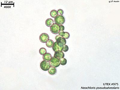 UTEX B 975 Neochloris pseudoalveolaris | UTEX Culture Collection of Algae