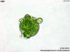 UTEX 976 Neospongiococcum multinucleatum | UTEX Culture Collection of Algae