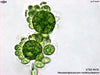 UTEX 976 Neospongiococcum multinucleatum | UTEX Culture Collection of Algae
