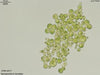 UTEX 977 Spongiochloris lamellata | UTEX Culture Collection of Algae