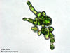 UTEX B 979 Pleurastrum erumpens | UTEX Culture Collection of Algae