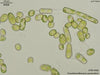 UTEX B 980 Pseudobumilleriopsis pyrenoidosa | UTEX Culture Collection of Algae