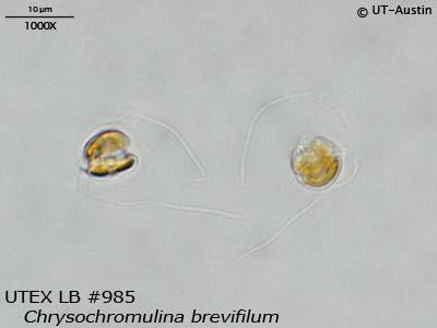 <strong>UTEX LB 985</strong> <br><i>Chrysochromulina brevifilum</i>