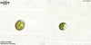 UTEX LB 988 Dicrateria inornata | UTEX Culture Collection of Algae
