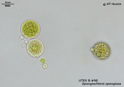 UTEX B 98 Spongiochloris spongiosa | UTEX Culture Collection of Algae
