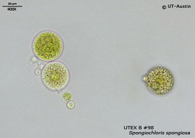 <strong>UTEX B 98</strong> <br><i>Spongiochloris spongiosa</i>