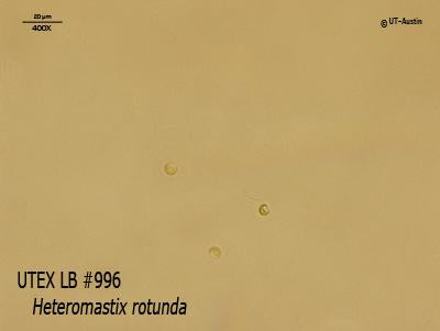 <strong>UTEX LB 996</strong> <br><i>Heteromastix rotunda</i>