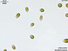 UTEX LB 999 Dunaliella tertiolecta | UTEX Culture Collection of Algae