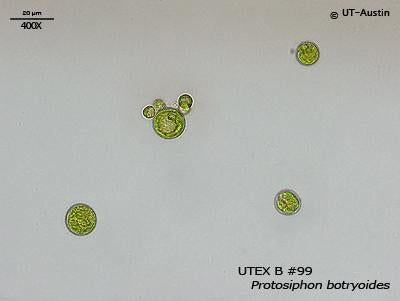 <strong>UTEX B 99</strong> <br><i>Protosiphon botryoides</i>