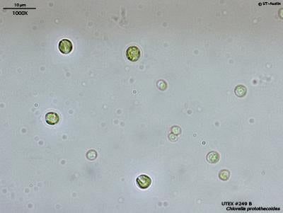<strong>UTEX 249</strong> <br><i>Chlorella protothecoides</i>