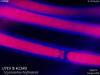 UTEX B 2349 Scytonema hofmanni | 1000X Fl, Tinopal LPW | Micrograph by Dr. David Nobles, UTEX Curator | Credit: Nobles/UTEX