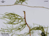 UTEX B EE188 Protonema sp. | UTEX Culture Collection of Algae