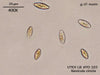 UTEX LB FD103 Navicula cincta | UTEX Culture Collection of Algae