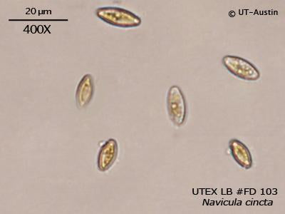 <strong>UTEX LB FD103</strong> <br><i>Navicula cincta</i>