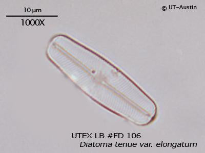 UTEX LB FD106 Diatoma tenue var. elongatum | UTEX Culture Collection of Algae