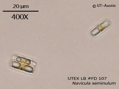 <strong>UTEX LB FD107</strong> <br><i>Navicula seminulum</i>