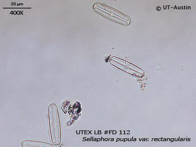 <strong>UTEX LB FD112</strong> <br><i>Sellaphora pupula var. rectangularis</i>