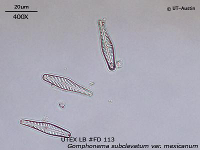 UTEX LB FD113 Gomphonema subclavatum var. mexicanum | UTEX Culture Collection of Algae