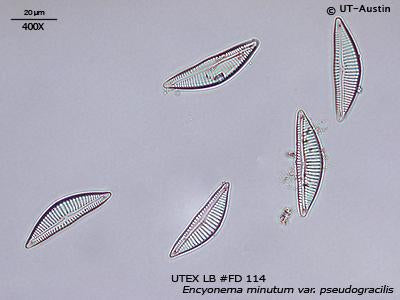 <strong>UTEX LB FD114</strong> <br><i>Encyonema minutum var. pseudogracilis</i>