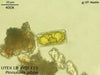 UTEX LB FD115 Pinnularia gibba | UTEX Culture Collection of Algae