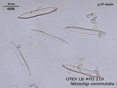 UTEX LB FD119 Nitzschia commutata | UTEX Culture Collection of Algae