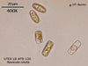 UTEX LB FD120 Navicula cincta | UTEX Culture Collection of Algae