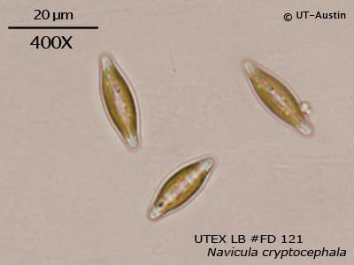 <strong>UTEX LB FD121</strong> <br><i>Navicula cryptocephala</i>