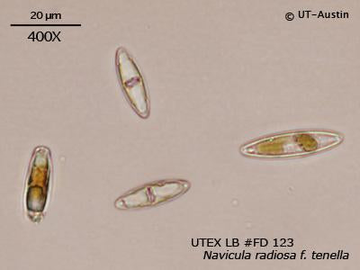 <strong>UTEX LB FD123</strong> <br><i>Navicula radiosa f. tenella</i>