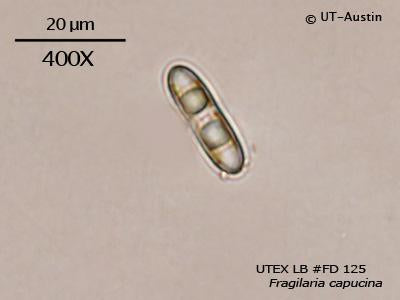 <strong>UTEX LB FD125</strong> <br><i>Fragilaria capucina</i>