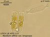 UTEX LB FD127 Neidium affine var. longiceps | UTEX Culture Collection of Algae
