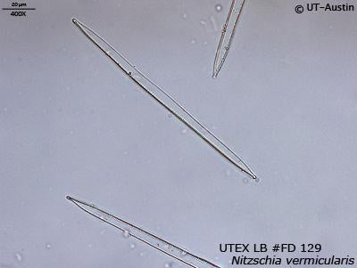 UTEX LB FD129 Nitzschia vermicularis | UTEX Culture Collection of Algae